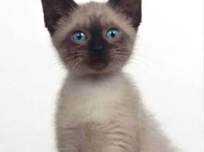 Gato ra a Siamês  idade Abaixo de 2 meses nome Leleco 