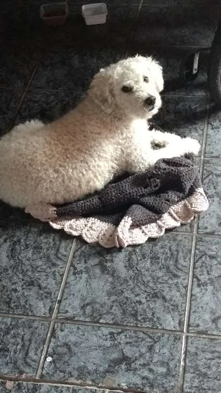 Cachorro ra a Poodle idade 2 anos nome Bily