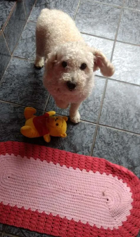Cachorro ra a Poodle idade 2 anos nome Bily