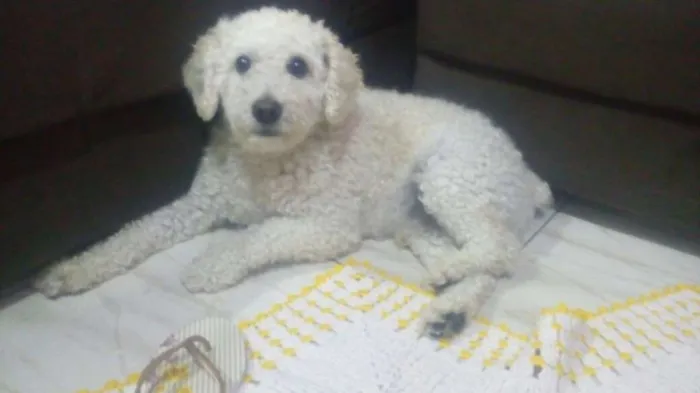 Cachorro ra a Poodle idade 2 anos nome Bily