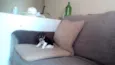 Nina