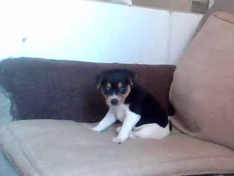 Cachorro ra a Fox Terrier idade Abaixo de 2 meses nome Nina