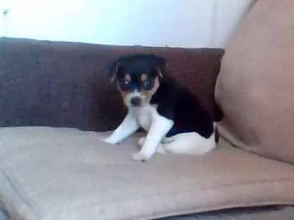 Cachorro ra a Fox Terrier idade Abaixo de 2 meses nome Nina