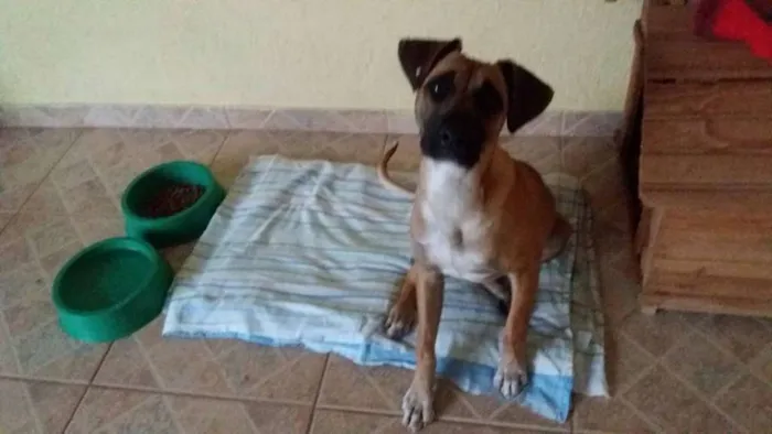 Cachorro ra a SRD idade 1 ano nome Dara