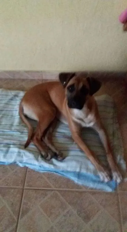 Cachorro ra a SRD idade 1 ano nome Dara