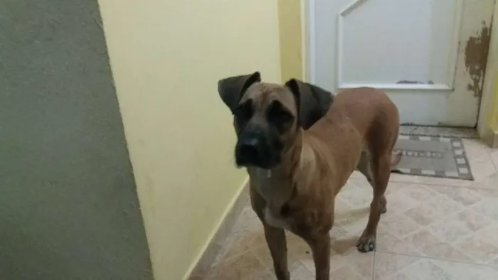Cachorro ra a SRD idade 1 ano nome Dara
