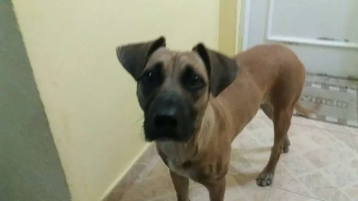 Cachorro ra a SRD idade 1 ano nome Dara