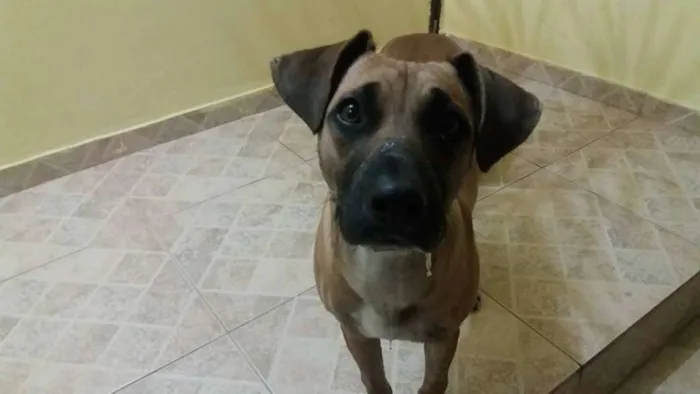 Cachorro ra a SRD idade 1 ano nome Dara