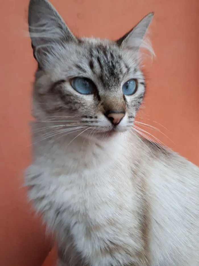 Gato ra a SRD idade Abaixo de 2 meses nome Sem nome