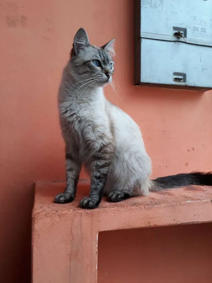 Gato ra a SRD idade Abaixo de 2 meses nome Sem nome