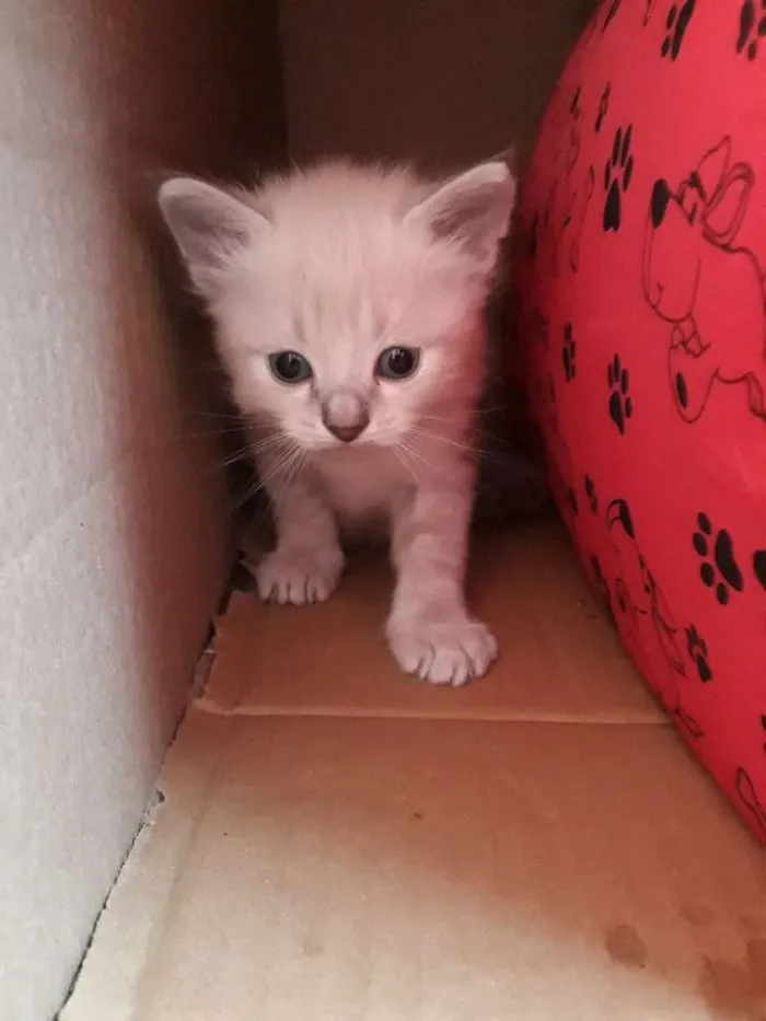 Gato ra a SRD idade Abaixo de 2 meses nome Sem nome