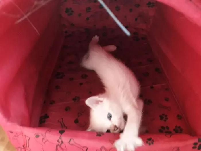 Gato ra a SRD idade Abaixo de 2 meses nome Sem nome