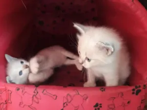 Gato raça SRD idade Abaixo de 2 meses nome Sem nome