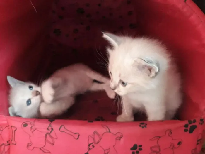 Gato ra a SRD idade Abaixo de 2 meses nome Sem nome