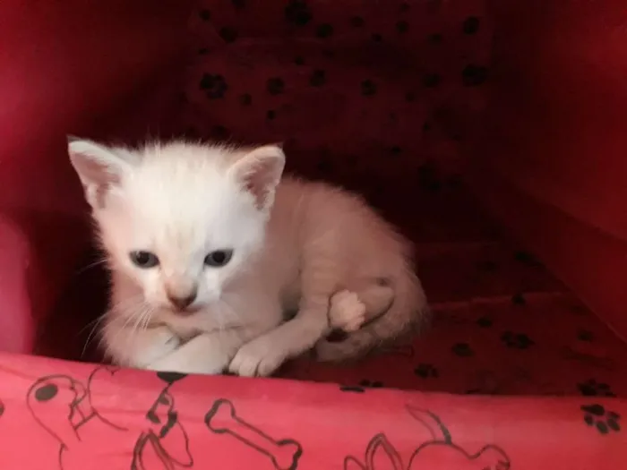Gato ra a SRD idade Abaixo de 2 meses nome Sem nome