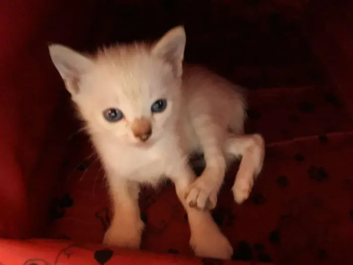Gato ra a SRD idade Abaixo de 2 meses nome Sem nome