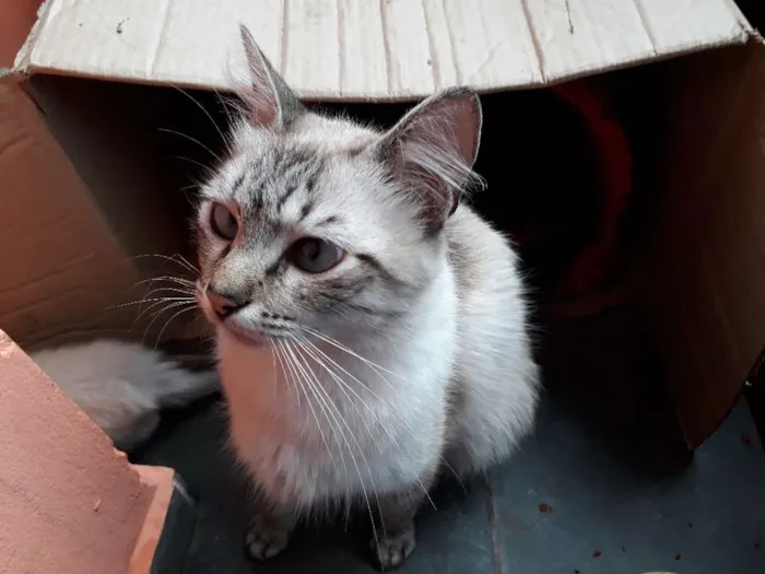 Gato ra a SRD idade Abaixo de 2 meses nome Sem nome