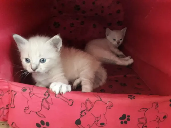 Gato ra a SRD idade Abaixo de 2 meses nome Sem nome