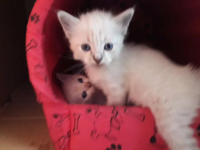 Gato ra a SRD idade Abaixo de 2 meses nome Sem nome