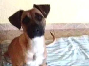 Cachorro raça SRD idade 1 ano nome Dara