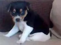 Cachorro raça Fox Terrier idade Abaixo de 2 meses nome Nina