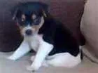 Cachorro raça Fox Terrier idade Abaixo de 2 meses nome Nina