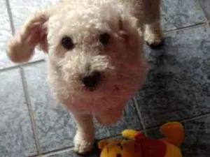 Cachorro raça Poodle idade 2 anos nome Bily