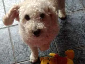 Cachorro ra a Poodle idade 2 anos nome Bily