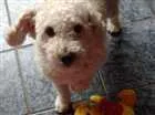 Cachorro raça Poodle idade 2 anos nome Bily