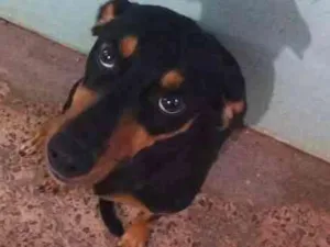 Cachorro raça Não sei idade 1 ano nome Luna