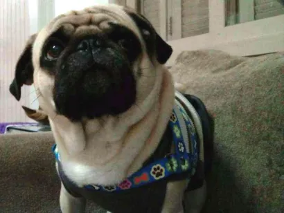 Cachorro raça Pag idade 3 anos nome Fili