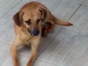 Cachorro raça SDR idade 4 anos nome BELA