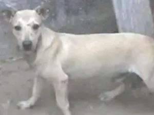 Cachorro raça SRD idade 7 a 11 meses nome Nino