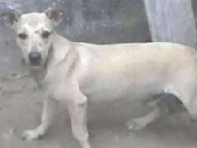 Cachorro ra a SRD idade 7 a 11 meses nome Nino