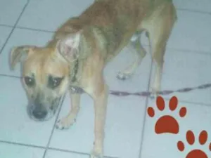 Cachorro raça SRD idade 1 ano nome Hércules
