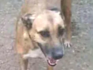 Cachorro raça SRD idade 1 ano nome Gabriela