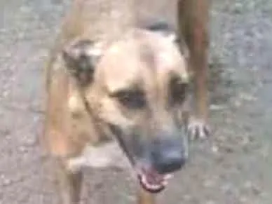Cachorro ra a SRD idade 1 ano nome Gabriela