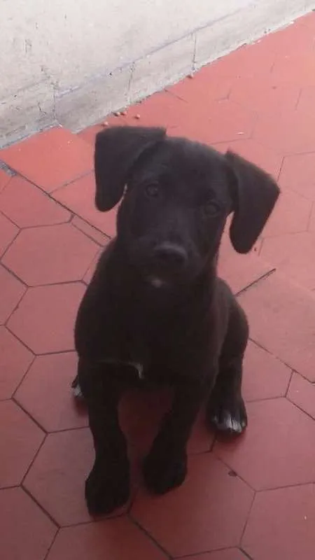 Cachorro ra a Vira Lata com Labrador idade 2 a 6 meses nome Lady Gaga