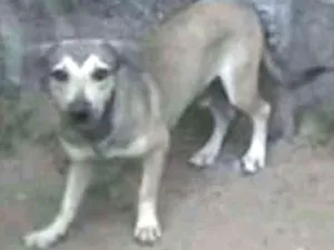 Cachorro raça SRD idade 7 a 11 meses nome Eme