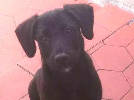 Cachorro ra a Vira Lata com Labrador idade 2 a 6 meses nome Lady Gaga
