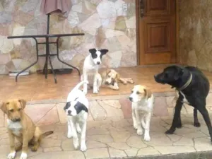Cachorro raça labrador com vira lata idade 2 a 6 meses nome filhotes