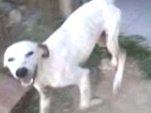 Cachorro raça SRD idade 7 a 11 meses nome Bino