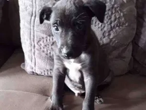 Cachorro raça Viralata idade Abaixo de 2 meses nome Jacob