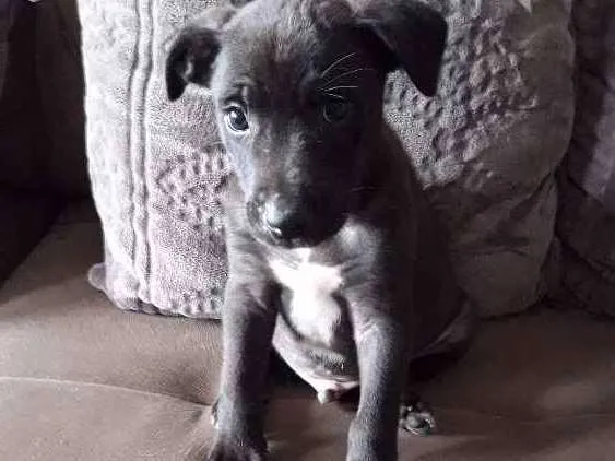 Cachorro ra a Viralata idade Abaixo de 2 meses nome Jacob