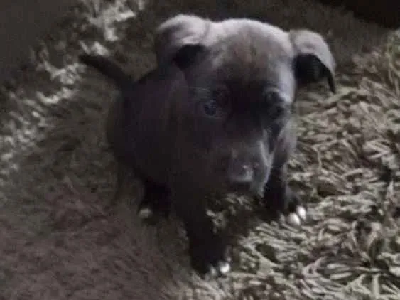 Cachorro ra a Viralata idade Abaixo de 2 meses nome Jacob