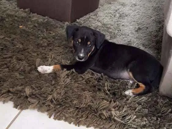 Cachorro ra a Viralata idade Abaixo de 2 meses nome Filhote