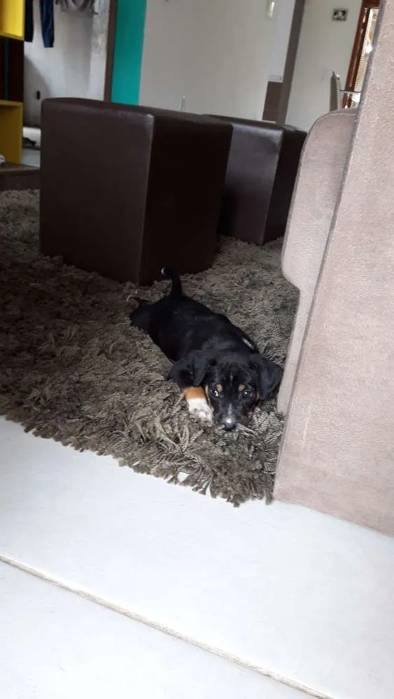Cachorro ra a Viralata idade Abaixo de 2 meses nome Filhote