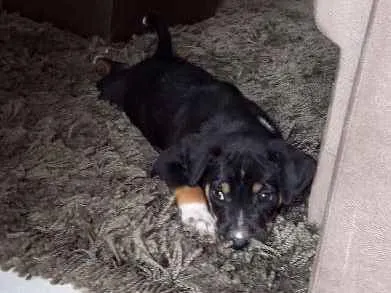 Cachorro ra a Viralata idade Abaixo de 2 meses nome Filhote