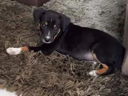 Cachorro ra a Viralata idade Abaixo de 2 meses nome Filhote