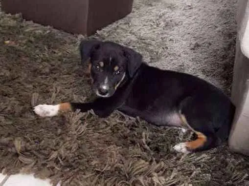 Cachorro ra a Viralata idade Abaixo de 2 meses nome Filhote